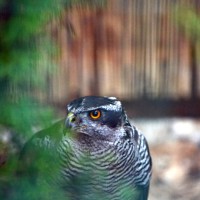 Záchranná stanice Makov