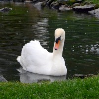 Záchranná stanice Makov