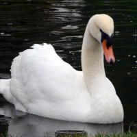 Záchranná stanice Makov