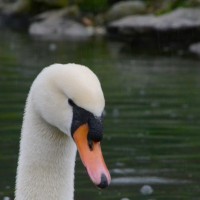 Záchranná stanice Makov