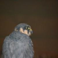 Záchranná stanice Makov