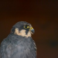 Záchranná stanice Makov