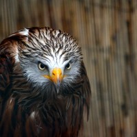 Záchranná stanice Makov