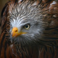 Záchranná stanice Makov