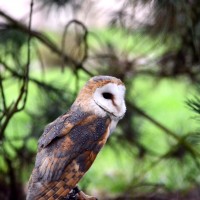 Záchranná stanice Makov