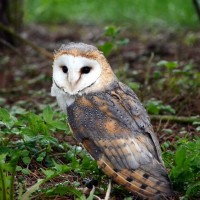 Záchranná stanice Makov