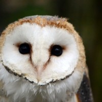 Záchranná stanice Makov