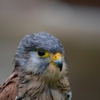 Záchranná stanice Makov