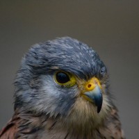 Záchranná stanice Makov