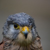 Záchranná stanice Makov