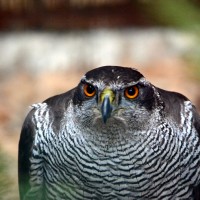 Záchranná stanice Makov