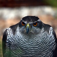 Záchranná stanice Makov