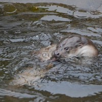 Záchranná stanice Makov