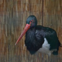 Záchranná stanice Makov