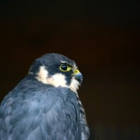 Záchranná stanice Makov