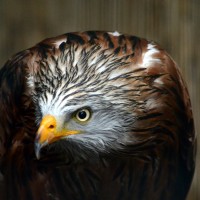 Záchranná stanice Makov