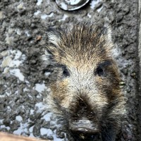 Záchranná stanice Makov