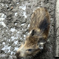 Záchranná stanice Makov