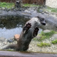 Záchranná stanice Makov