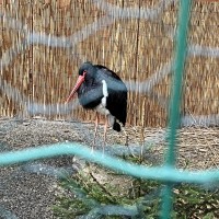 Záchranná stanice Makov