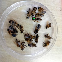 Výukový program Včely