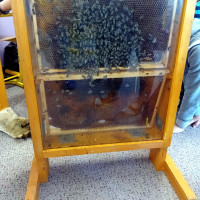 Výukový program Včely